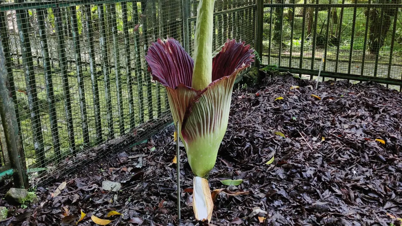Bunga bangkai atau Amorphophallus Titanium Becc yang berada di Kebun Raya Cibodas mekar sempurna pada hari ini, Sabtu (8/7/2023)