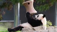 Panda bongsor yang baru saja melahirkan. (Telegraph)