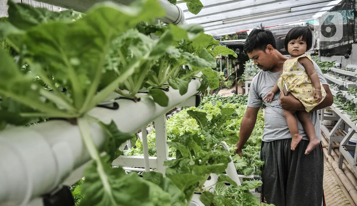 Warga menggendong anaknya saat melakukan perawatan tanaman di kebun sayur hidroponik Gang Hijau RT 007/008, Kelurahan Cipinang Besar Utara, Jakarta, Rabu (9/9/2020). Warga berharap hasil panen dari kebun tersebut dapat membantu perkonomian. (merdeka.com/Iqbal S. Nugroho)