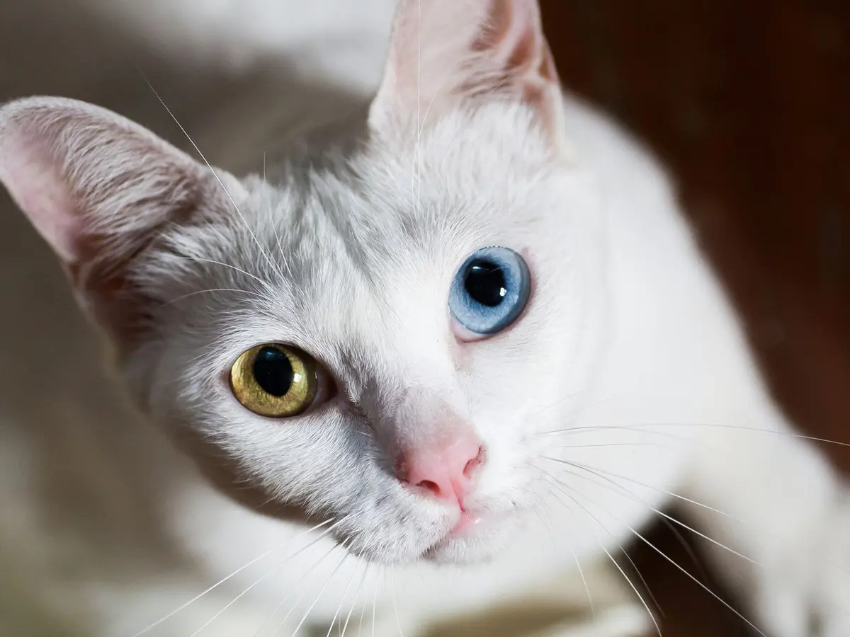 Kucing top