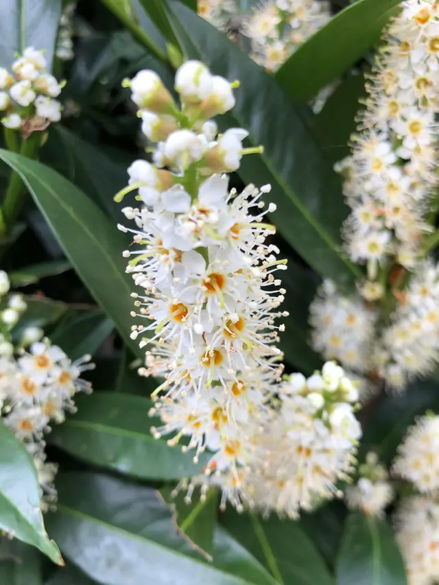 Prunus lusitanica, Tanaman Pagar Rimbun yang Elegan dan Estetik