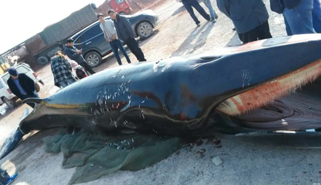 Sejumlah warga berkumpul di dekat bangkai ikan paus dengan panjang sekitar 8,9 meter dan berat 3,9 ton yang ditemukan mati terdampar di pinggiran pantai dekat kota Rizhao, provinsi Shandong, China, 30 November 2015. (shanghaiist.com)