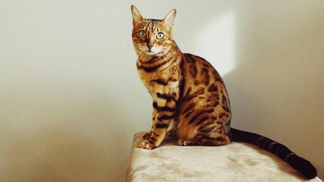 Bengal Cat