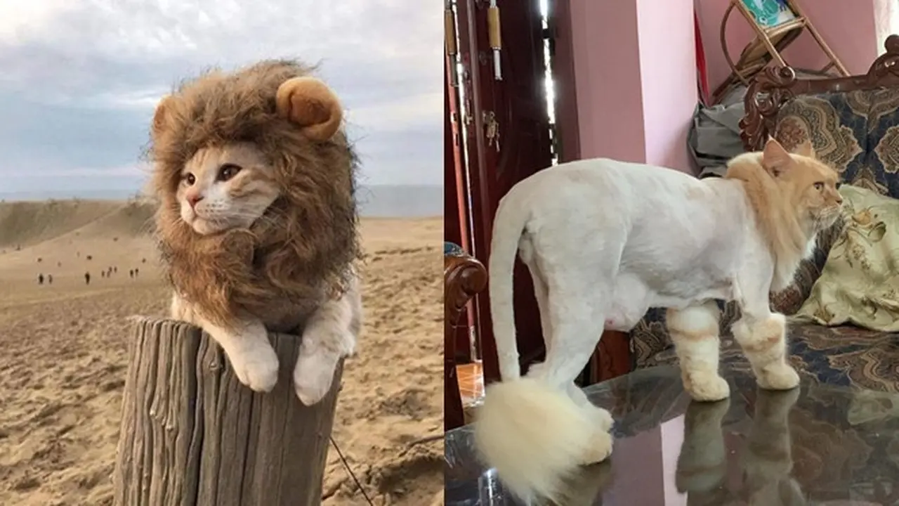 Potret 6 Kucing Bergaya Bak Singa Ini Bikin Makin Gemas
