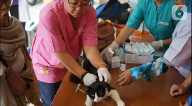 Petugas kesehatan hewan memberikan vaksin rabies pada kucing di kawasan Sawah Besar, Jakarta, Kamis (3/9/2019). Dalam rangka memperingati Hari Rabies Sedunia, Sudin Ketahanan Pangan Kelautan dan Perikanan DKI Jakarta melakukan vaksinasi hewan secara gratis. (Liputan6.com/Immanuel Antonius)