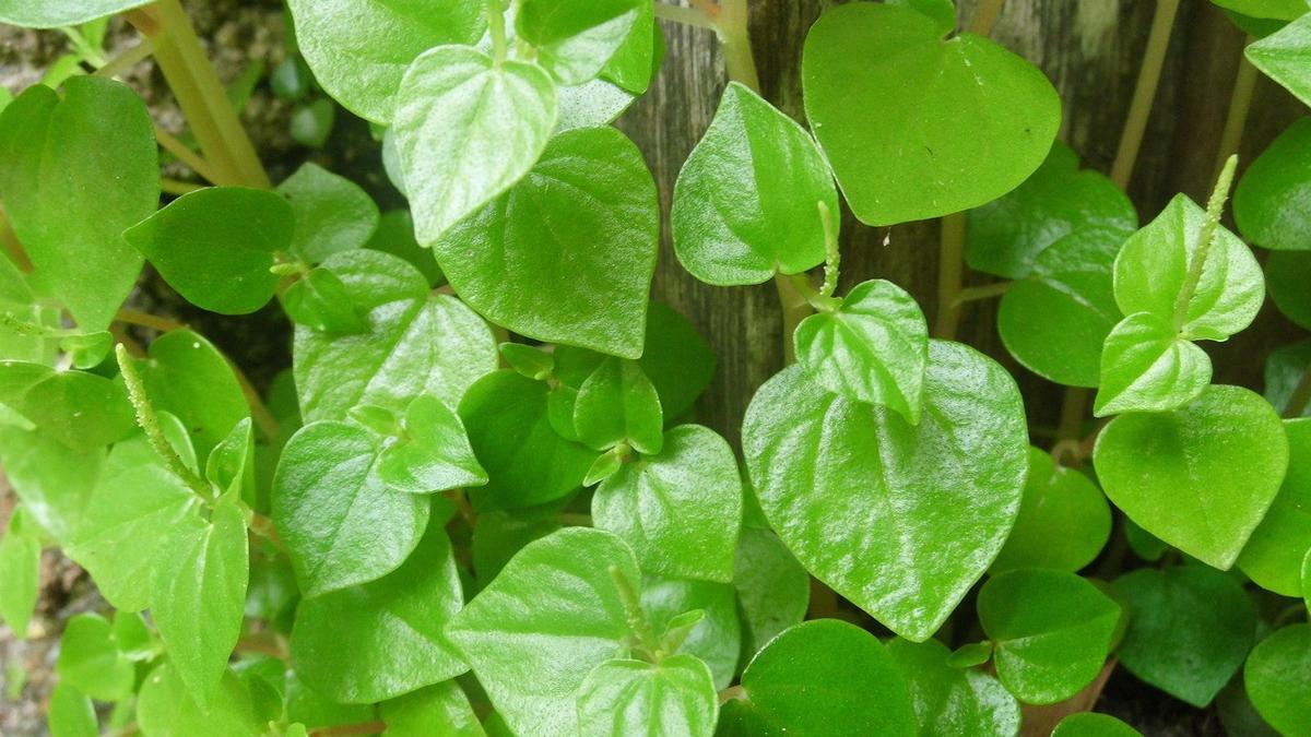 15 Tanaman Liar di Pekarangan yang Sering Dicabut Padahal Bermanfaat untuk Kesehatan