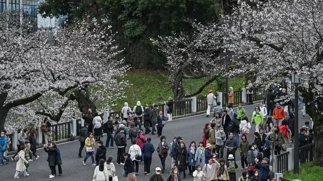 Potret Semarak Musim Sakura di Tokyo Jepang, Turis Asing dan Warlok Berebut Momen Indah