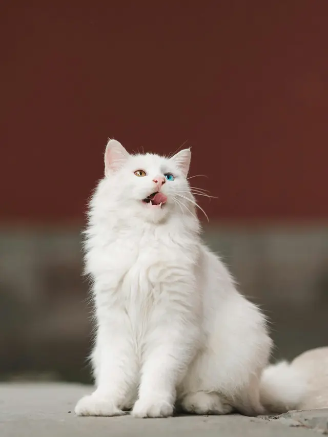 Turkish Angora