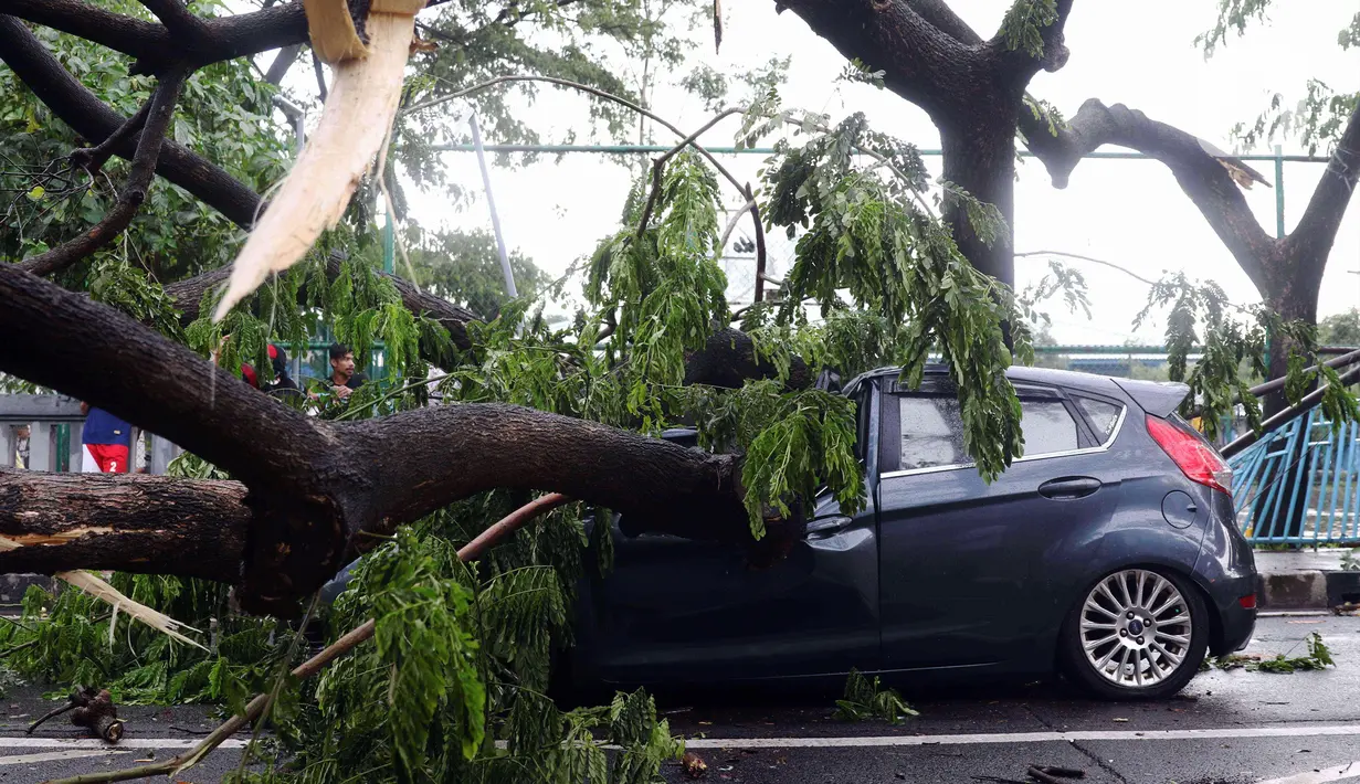 Pohon tumbang menimpa mobil di Kota Tangerang, Banten, Kamis (23/12/2021). Puluhan pohon dan gapura tumbang akibat terjangan angin kencang saat hujan lebat melanda Kota Tangerang. (Liputan6.com/Angga Yuniar)