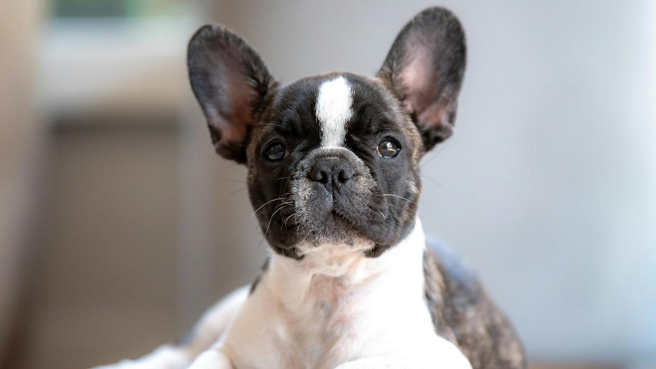 French Bulldog
