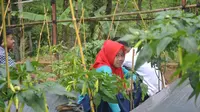 Sejumlah Siswa MTs Pakis merawat tanaman cabai di kebun yang dikelola bersama-sama oleh siswa . (Foto: Liputan6.com/Muhamad Ridlo)