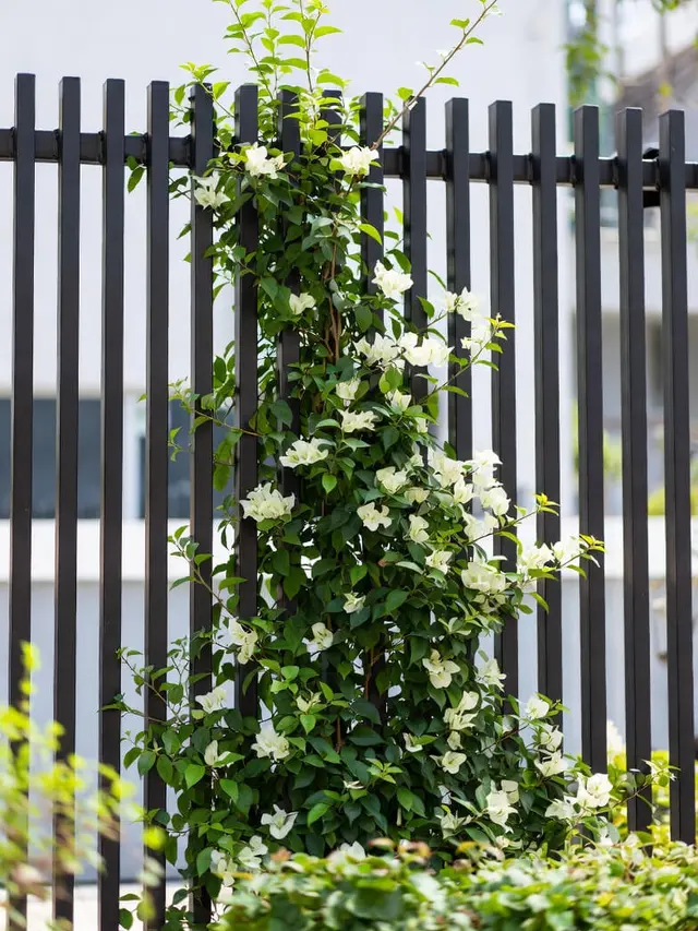 Model Pagar Rumah Tanaman Rambat Hidup Konsep Green Fence