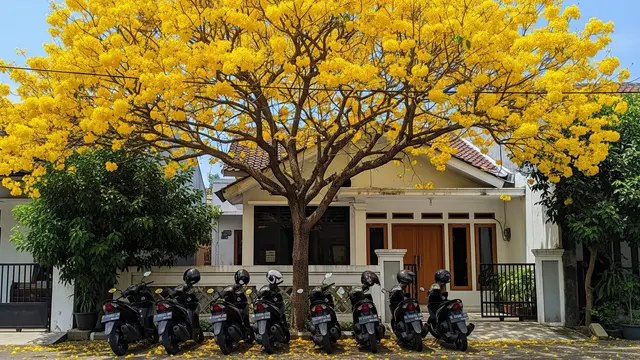 Tanaman Peneduh untuk Parkiran Motor