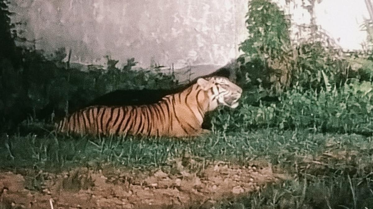 Harimau Sumatra Berusia 23 Tahun Mati di Kebun Binatang Taman Rimba Jambi