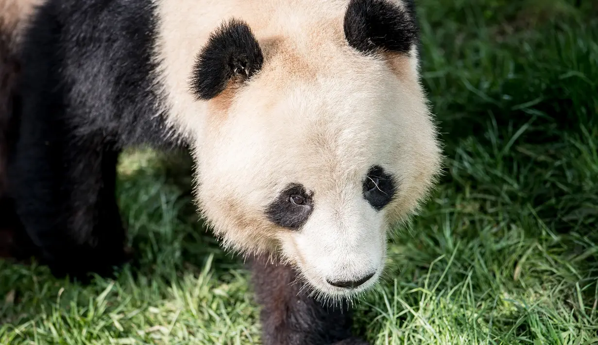 Panda raksasa, Xing Er berada di kandang barunya selama diperlihatkan kepada media di Kebun Binatang Kopenhagen, Denmark, Rabu (10/4). Sepasang giant panda bernama Xing Er dan Mao Sun yang baru tiba dari China menjadi penghuni baru Kebun Binatang Kopenhagen. (Mads Claus Rasmussen/Ritzau Scanpix/AFP)