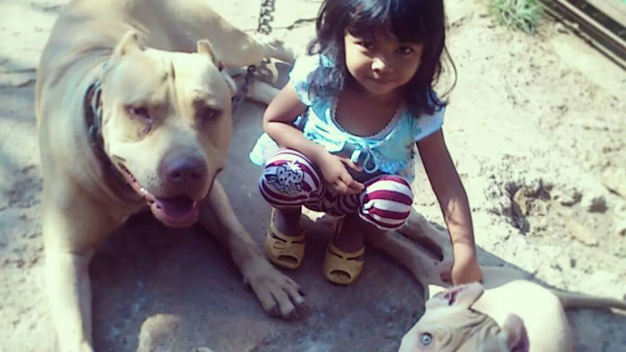 [Bintang] Potret Menggemaskan Anjing Pitbull yang Bersahabat dengan Manusia