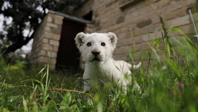 Seekor singa putih yang baru lahir, bernama Simba, terlihat di kebun binatang Paphos, Siprus pada 14 April 2019. Singa putih merupakan sebuah hasil dari mutasi langka yang terjadi pada singa (Panthera leo). (REUTERS/Yiannis Kourtoglou)