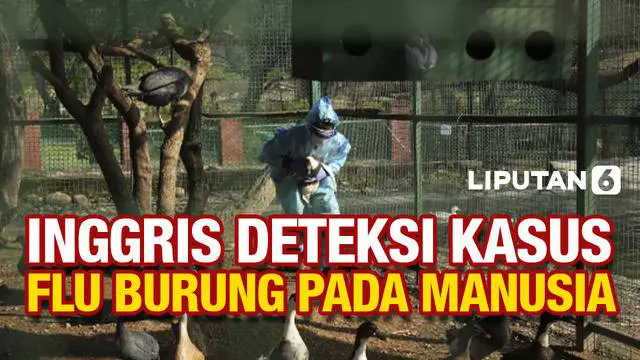 Pemerintah Inggris mengkonfirmasi temuan satu kasus flu burung pada manusia. Pasien tersebut memiliki kontak erat dengan unggas yang ada di dalam maupun di sekitar rumahnya.