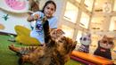 Karyawan bermain bersama kucing di tempat penitipan kucing Arnamir. (Liputan6.com/Faizal Fanani)