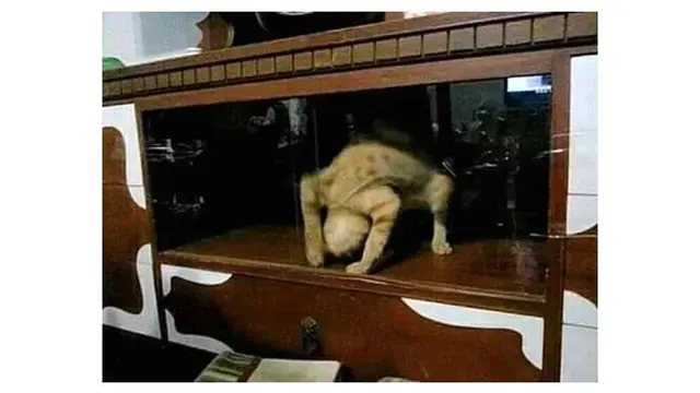 Kucing  nyeleneh (Sumber: Instagram/recehtapisayang)