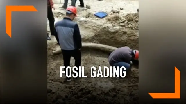Pekerja konstruksi temukan fosil gading dengan panjang tiga meter di China. Fosil diperkirakan berasal dari satu juta tahun lalu.