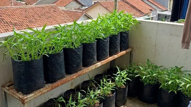 Kebun Sayur Kecil di Balkon Kos (Foto: AI)