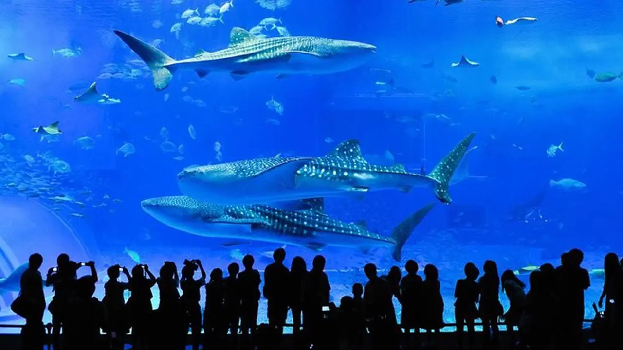 [Bintang] Jepang