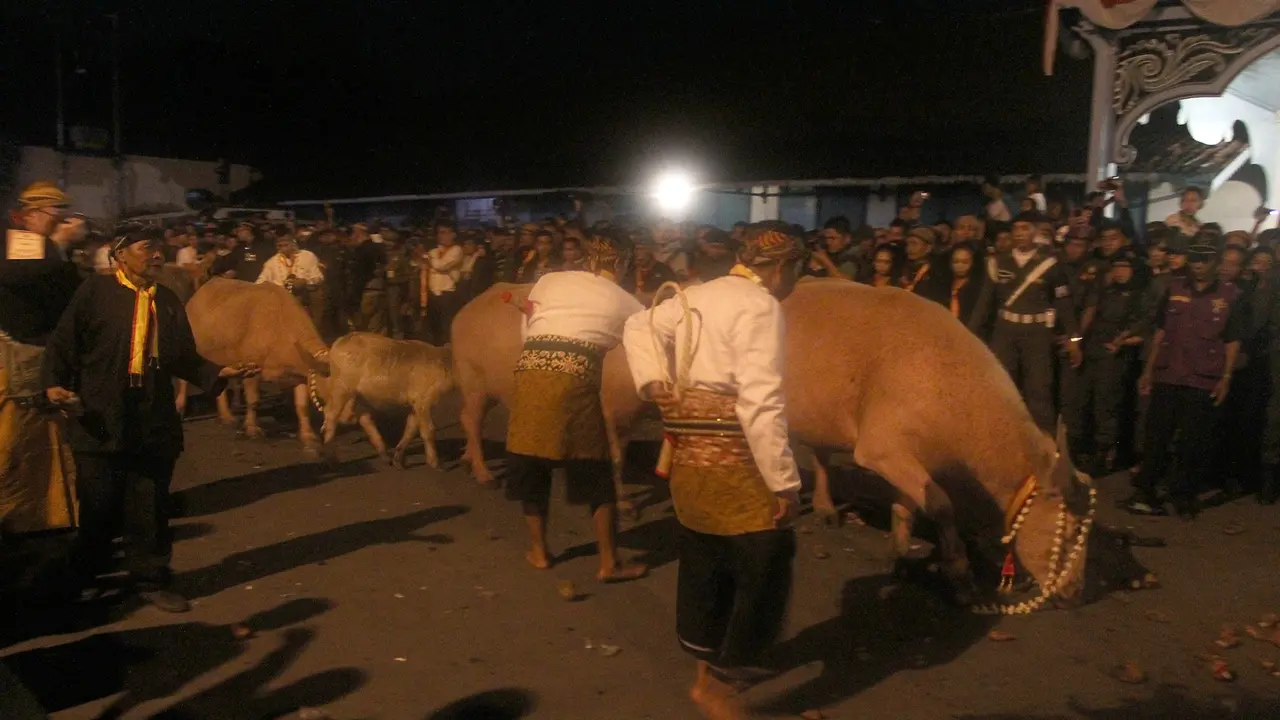 3 Pekan Berjuang, Kerbau Bule Keraton Solo yang Ditusuk Mati