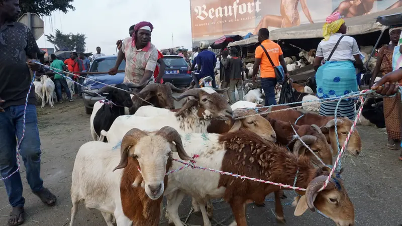 Suasana Jual Beli Hewan Kurban di Abidjan, Pantai Gading