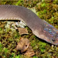 Seekor ular berkepala pelangi, katak kecil, dan kadal dengan tanduk naga adalah sedikit dari 150 spesies baru yang dikonfirmasi