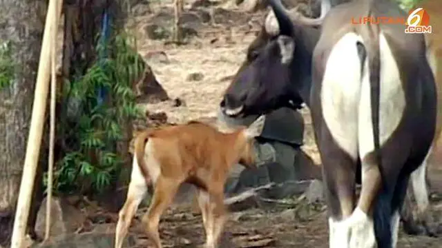Mulai Langka, TNB Dikembangbiakan Banteng Jawa