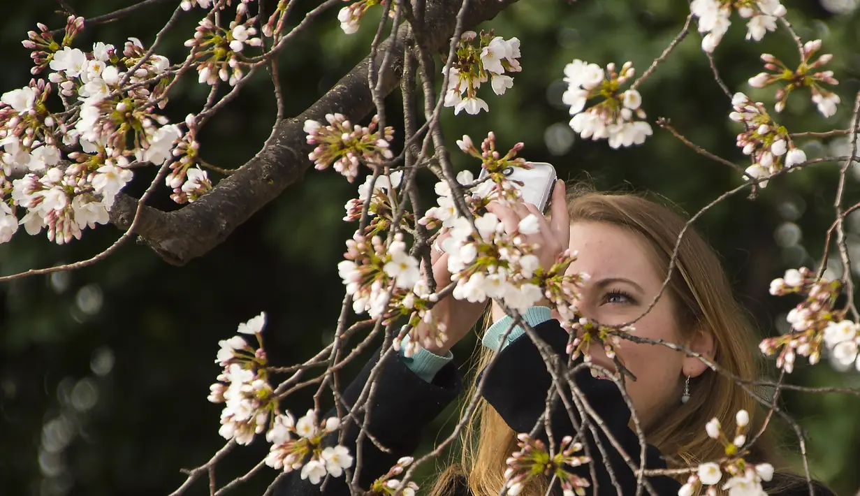 Seorang pengunjung mengambil gambar dari bunga sakura yang mulai mekar menggunakan kamera ponsel di Tidal Basin, Washington DC, Selasa (22/3). (Jim Watson/AFP)