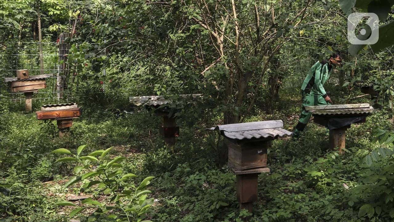 Menengok Budi Daya Lebah Trigona di Hutan Kota Srengseng