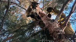 Petugas mengevakuasi singa gunung dari atas pohon di sebuah rumah di San Bernardino, California, 16 Februari 2019. Singa yang terjebak di pohon itu ditidurkan melalui dengan cara dibius. (Rick Fischer/California Department of Fish & Wildlife via AP)