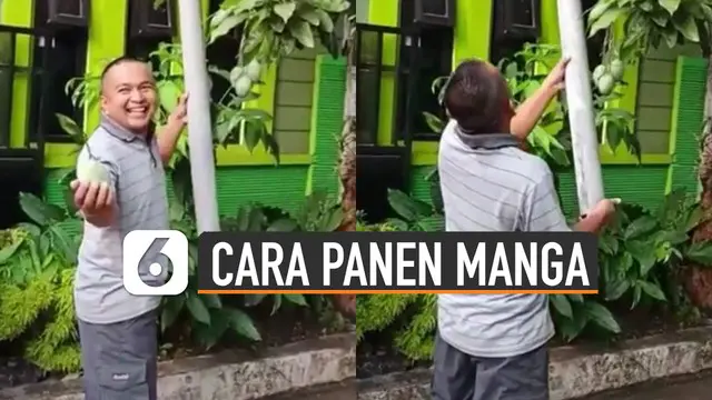 Memanen mangga adalah hal yang sangat menyenangkan bagi pemiliknya. Seperti dilakukan seorang pria ini memanen mangga dengan cara kreatif.