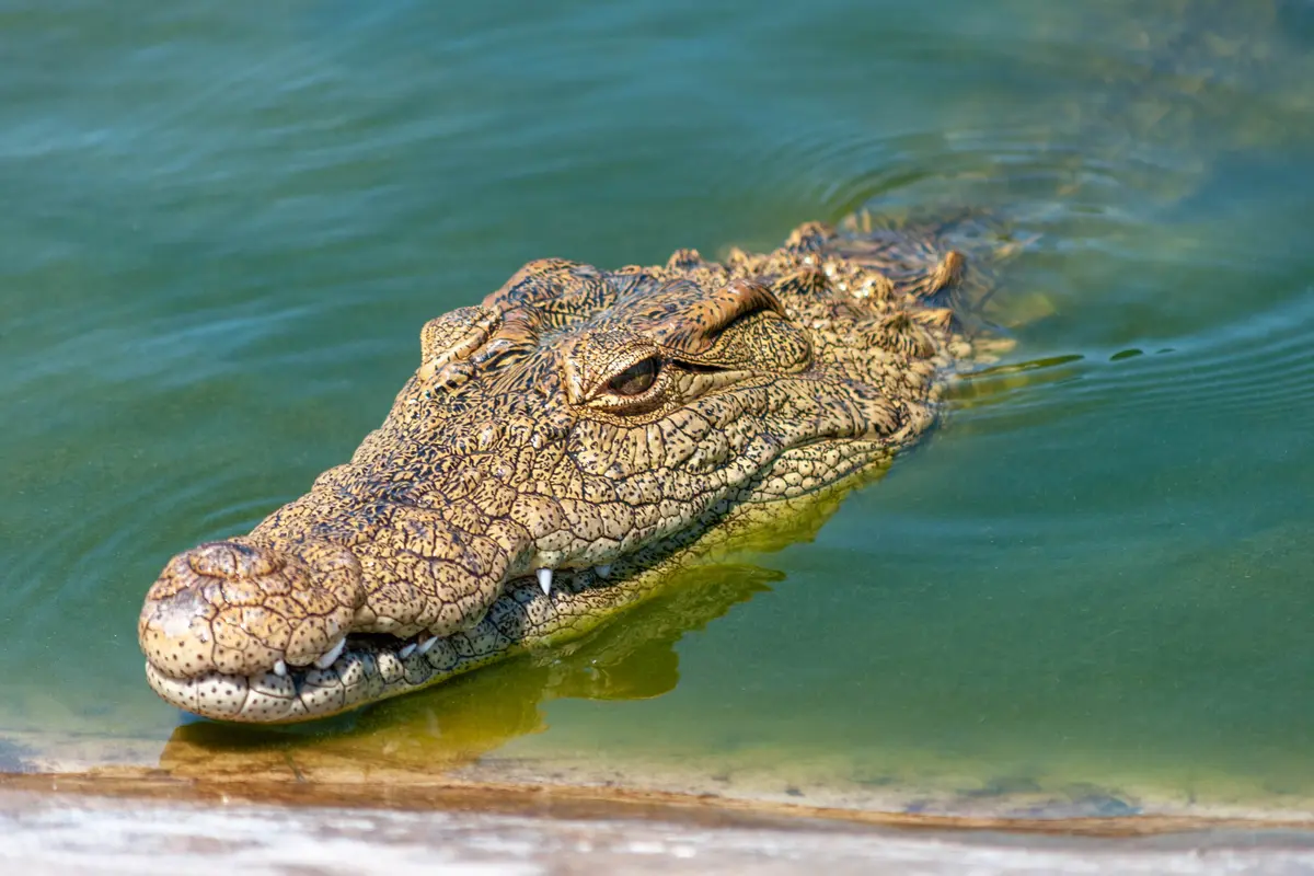 buaya