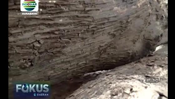 VIDEO: Alasan Perbaiki Rumahnya, 2 Kakek di Lamongan Ambil Kayu Perhutani