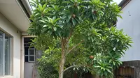 7 Pohon Buah dengan Batang yang Ramping untuk Lahan Rumah Sempit, Mudah Dirawat