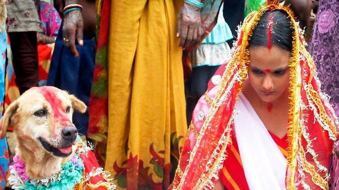 Pernikahan manusia dan hewan di India. (Sumber: Daily Bhaskar)