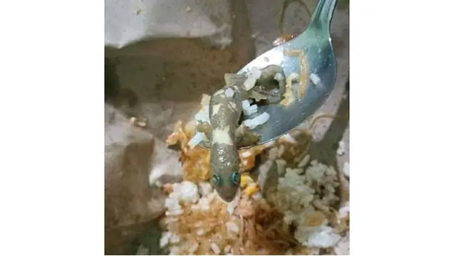 Bikin Hilang Nafsu Makan, Ini 6 Potret Orang Temukan Cicak Mati di Makanan