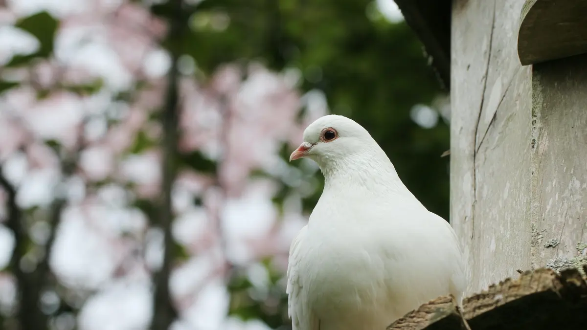 7 Arti Mimpi Merpati Yang Tak Pernah Diduga Sebelumnya - Lifestyle  Fimela.com