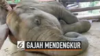Pernah mendengar suara gajah mendengkur saat tidur? Seekor bayi gajah di Thailand mengeluarkan suara lucu saat tidur siang.