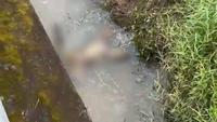 Jenazah perempuan korban pembunuhan di Sungai Enim. (istimewa)
