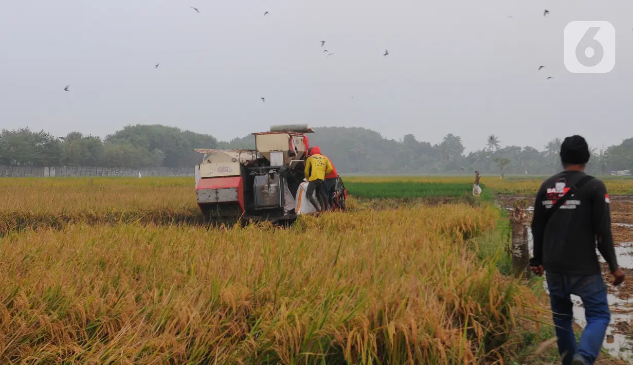 Aktivitas petani saat memanen padi di Persawahan Desa Sekar Wangi, Bekasi, Jawa Barat, Kamis (25/5/2023).(merdeka.com/imam buhori)