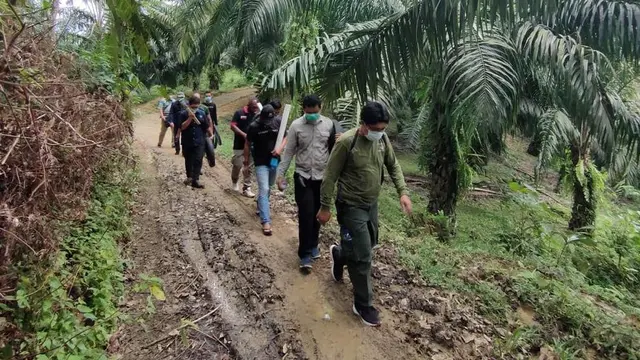 Kalau kedatangan harimau