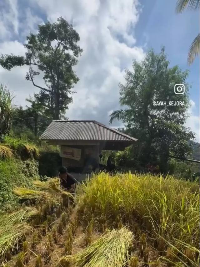 Ayah Lesti Kejora Jadi Petani