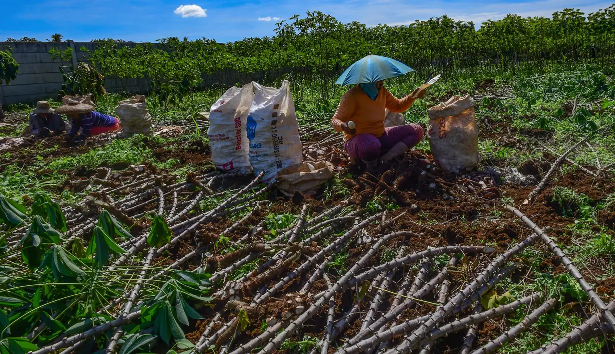 Dukungan tersebut disampaikan dalam Rapat Terbatas (Ratas) yang membahas kondisi pasar singkong nasional dan upaya perlindungan terhadap petani, pada Jumat (23/5/2025). (merdeka.com/Arie Basuki)