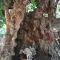 Pohon Klengkeng di Gua Sunyaragi Cirebon belakangan mendapat julukan pohon jomblo karena berdiri sendiri dan tak berbuah. Foto (Liputan6.com / Panji Prayitno)