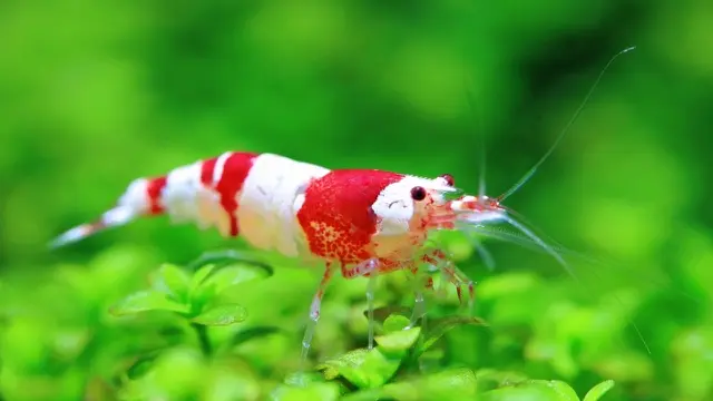 Udang Hias Cardinia