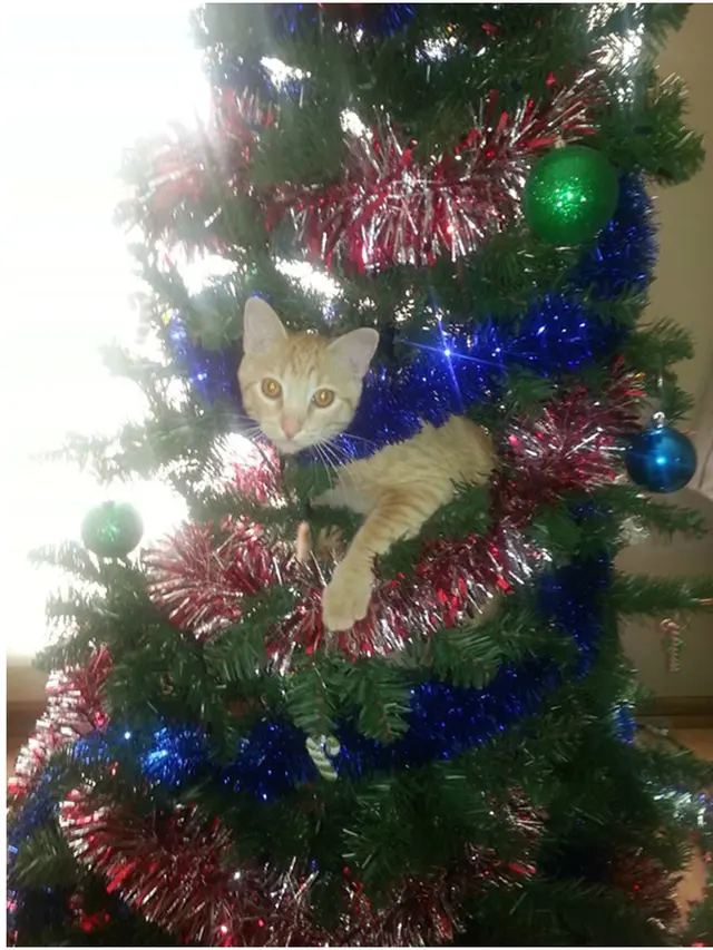 8 Potret Tingkah Kucing Merusak Pohon Natal, Bikin Tepuk Jidat